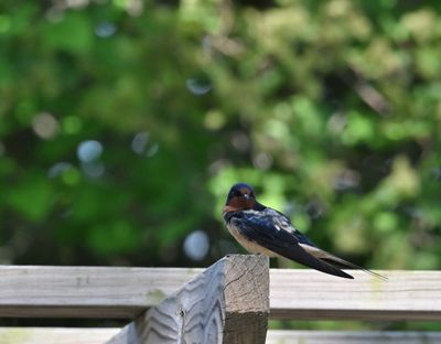 Barn Swallow (male)