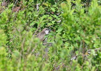 Black-billed Cuckoo