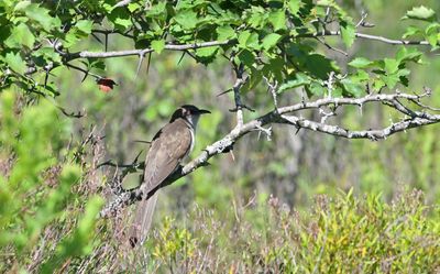 Black-billed Cuckoo