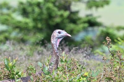 Wild Turkey