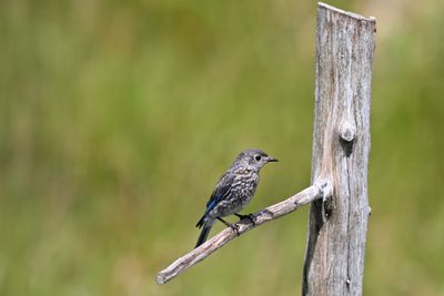 !st Brood - Eastern Bluebird