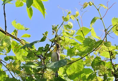Blackburnian Warbler