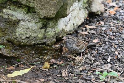 Immature Chipping Sparrow