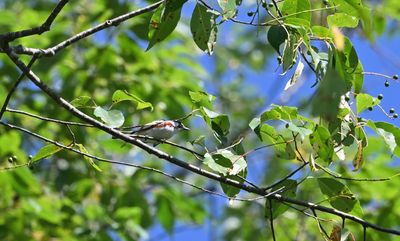 Chestnut-sided Warbler