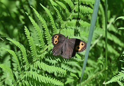 Common Wood-Nymph Butterfly