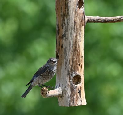 Juvenile Eastern Bluebird