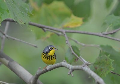 ^Canada Warblers