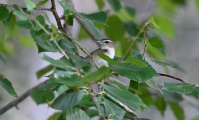 Red-eyed Vireo