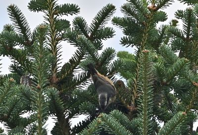 Red-breasted Nuthatch