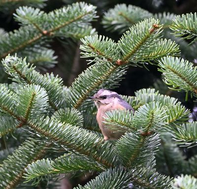 Red-breasted Nuthatch