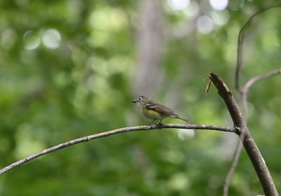 Blue-headed Vireo