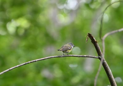 Blue-headed Vireo