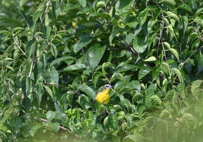 Yellow-breasted Chat