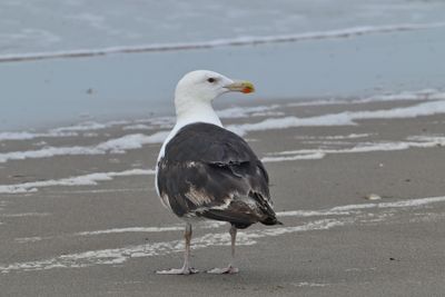 Sea Gulls