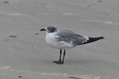 Laughing Gull