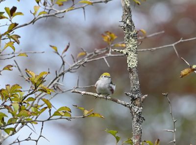 Chestnut-sided Warbler