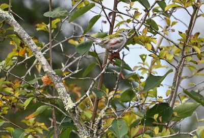 Chestnut-sided Warbler