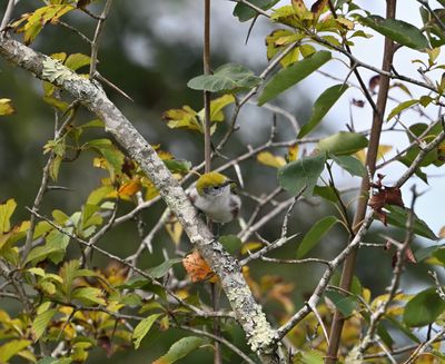 Chestnut-sided Warbler