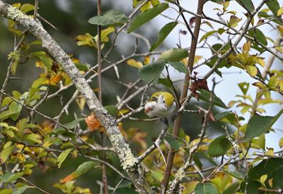 Chestnut-sided Warbler