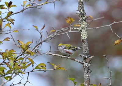 Chestnut-sided Warbler