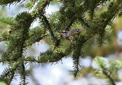 Red-breasted Nuthatch