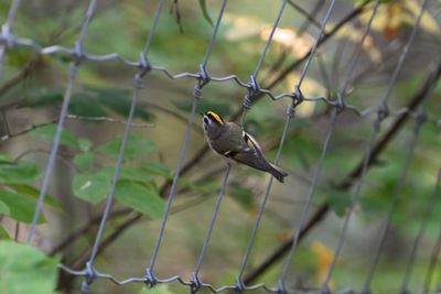Golden-crowned Kinglet