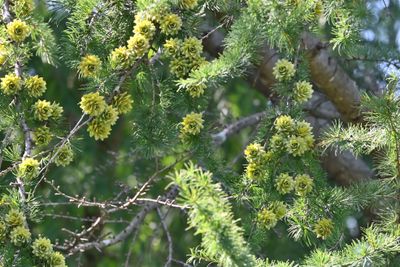 Golden Larch