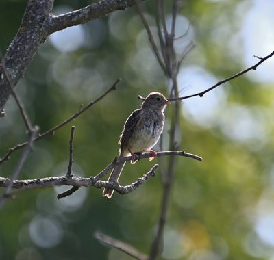 Field Sparrow (Immature)