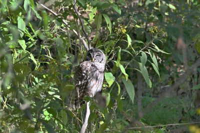 Owls