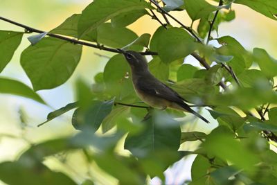 ^Black-throated Blue Warblers