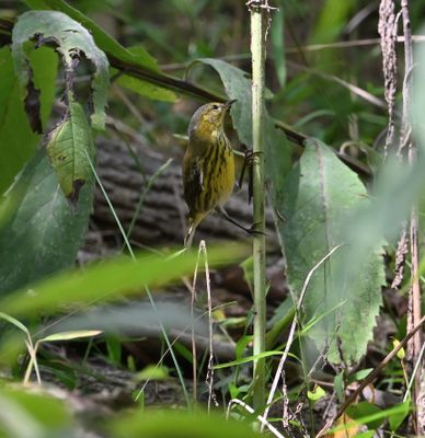Cape May Warbler