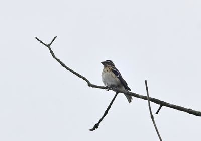 Rose-breasted Grosbeak