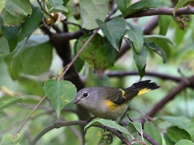 American Redstart