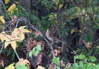 Brown Thrasher