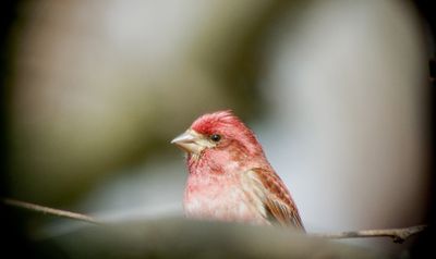 Purple Finch (male)