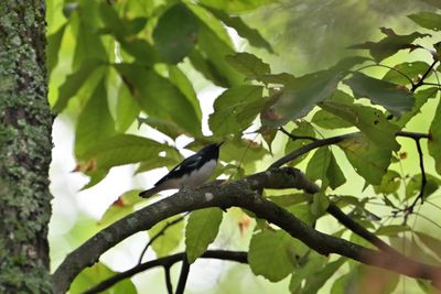 ^Black-throated Blue Warblers