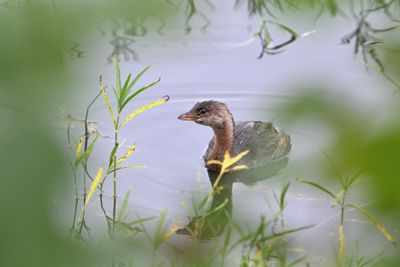Pied-billed Grebe