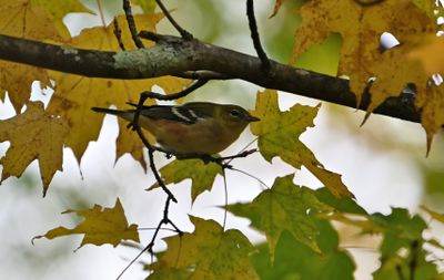 Bay-breasted Warbler