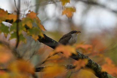 Yellow-billed Cuckoo