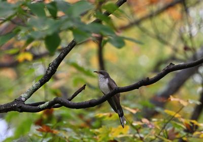 Yellow-billed Cuckoo