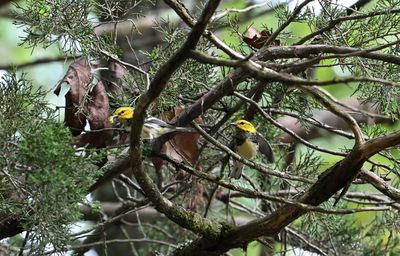 Black-throated Green Warblers