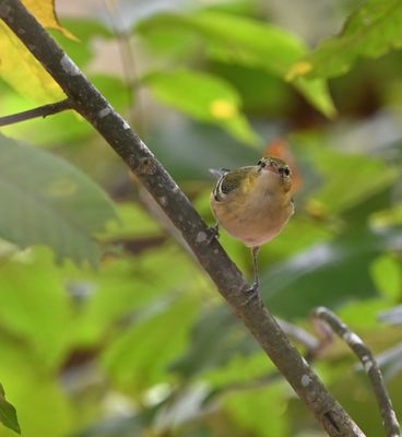 Bay-breasted Warbler