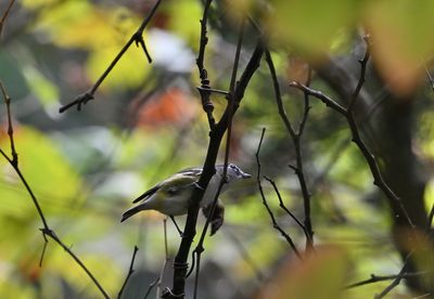 Blue-headed Vireo