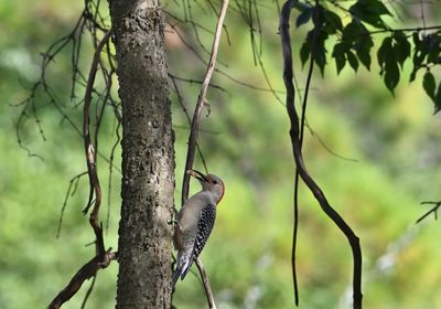 Red-bellied Woodpecker