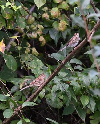 Field Sparrow