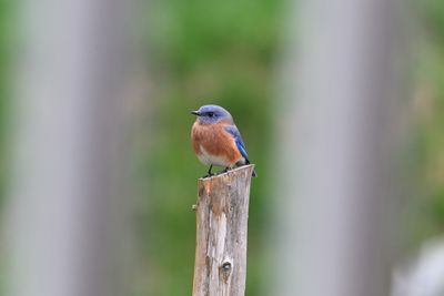 Eastern Bluebird (male)