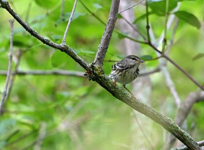 ^Blackpoll Warbler