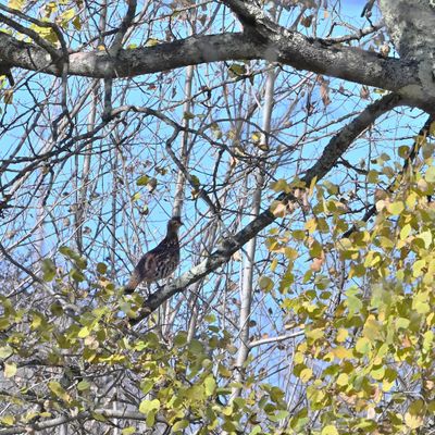 Ruffed Grouse