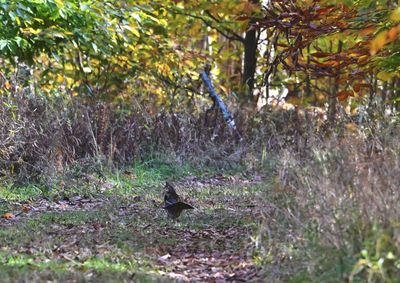 Ruffed Grouse