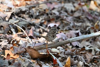 Song Sparrow